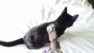 A clean cat is a godly cat...