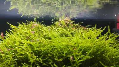 Neocaridinas not letting any algae to grow on my moss tree