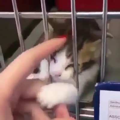 Pls adopt, don&rsquo;t buy. 🐾💕