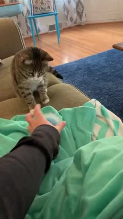 Does anyone else&rsquo;s cat play fetch?