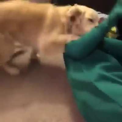 Hooman dresses up as dog's favorite toy