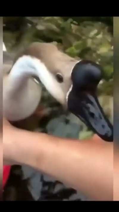 Ding dong dong ding