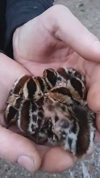 Quite a handful.