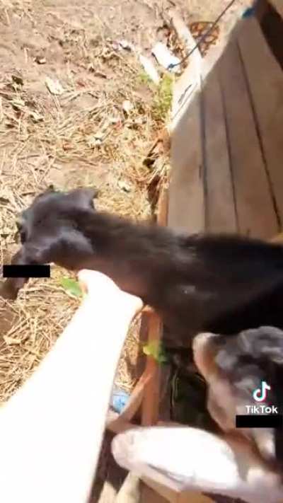 this vegan trespassed on someone else&rsquo;s property to let the animals escape. now they&rsquo;re gonna die in the wild.