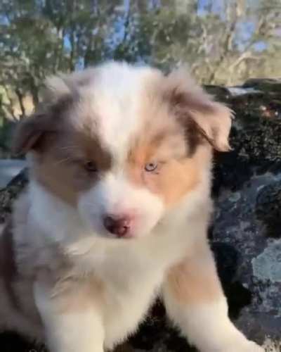 Little awoos