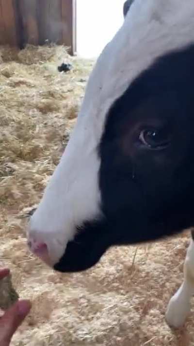 Just rescued! Meet Maximus, who was rescued from a severe neglect case. He loves giving licks and getting snacks, we&rsquo;re so happy to have him in sanctuary❤️