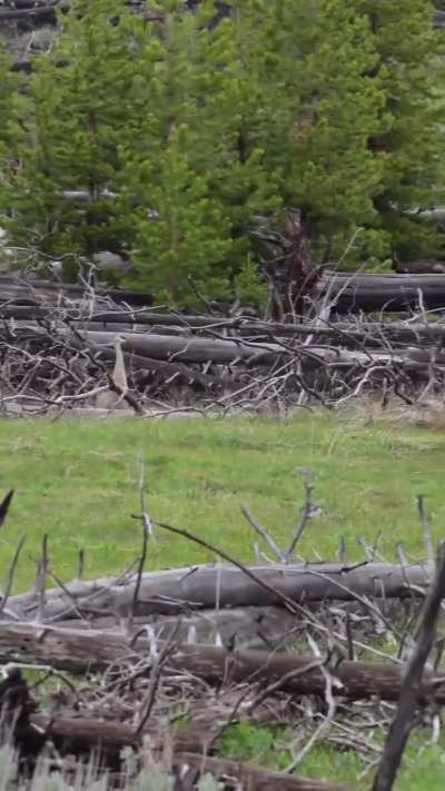 🔥 crane mogs bear
