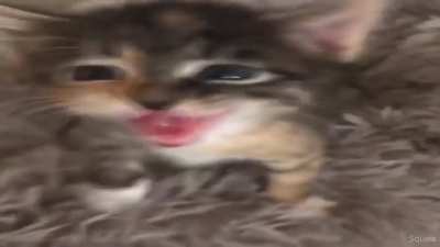 Holesome kittes :D