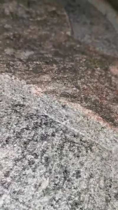 f&ouml;r alla som sa att denna va fejk. s&aring; har jag filmat den denna g&aring;ngen. G&ouml;tt e de
