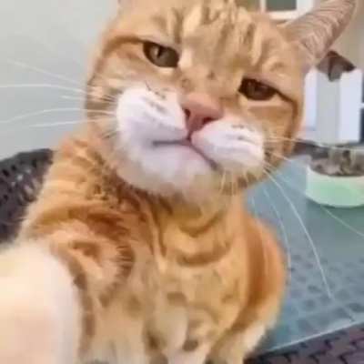 la vida del gato lol