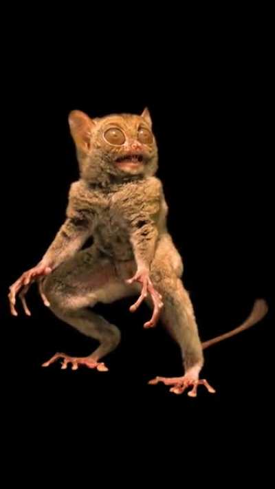 NatGeo photographer Joel Sartore captures footage of a Horsfield&rsquo;s tarsier at Taman Safari Indonesia.
