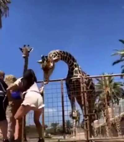 Attempted abduction by a hitgiraffe.