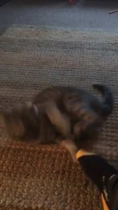 I think my cat malfunctioned...
