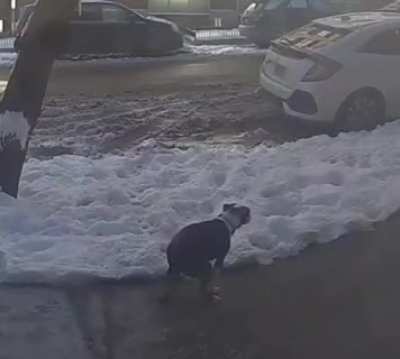 These types of dog owners