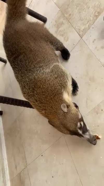 Коати