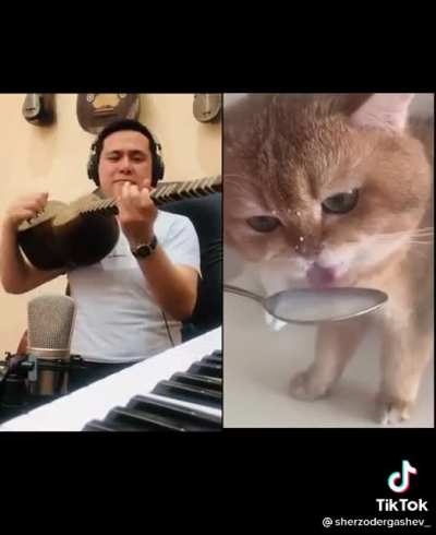 A very CATchy tune