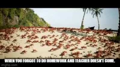 🦀 no homework🦀