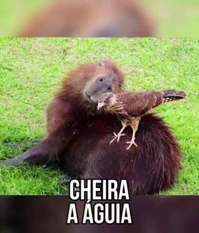 Capivara