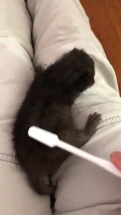 An update to the tiniest murder mittens I&rsquo;ve ever cared for. 9 days old and growing like a weed.