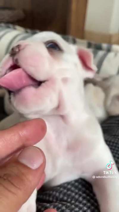 BuLLdoG MAULS iNnOcEnT mAn'S hAnd