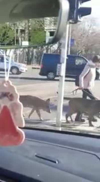 Mala &scaron;etnjica po Zagrebu