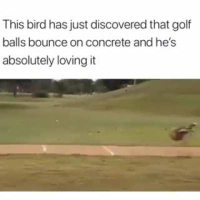this bird bouncing balls