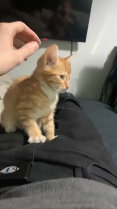 My tiny biscuit maker!