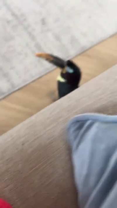🦜"BRAAA"