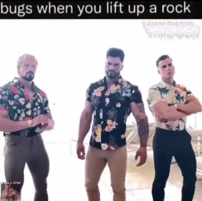 bugs