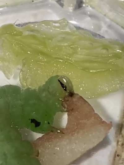 Is this cute little guy a beet armyworm? Found him in my groceries and he seems to love apples, bell peppers, and tomatoes &eth;&yen;&deg;