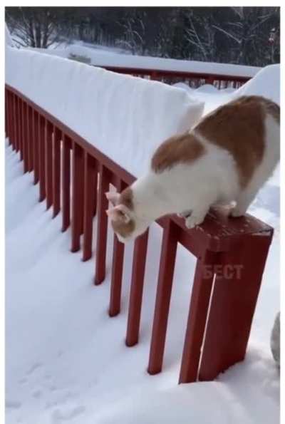 Не прыгай, котик!