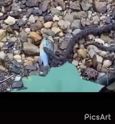 B O N K!
