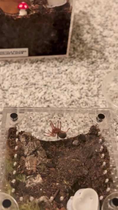What is my rosea sling doing?