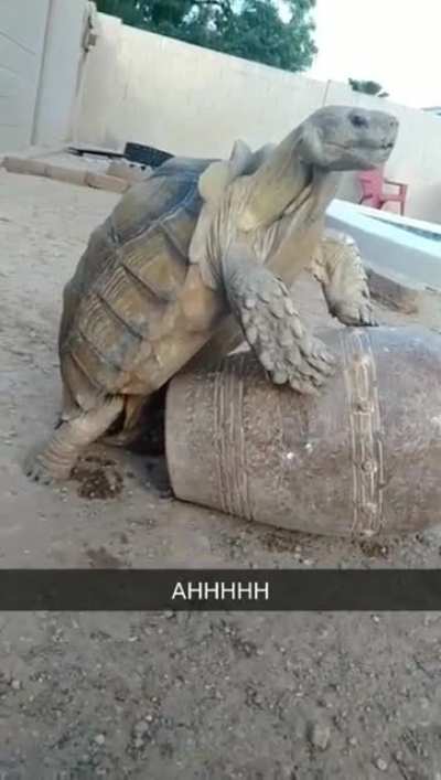 AAAAAAAAA-