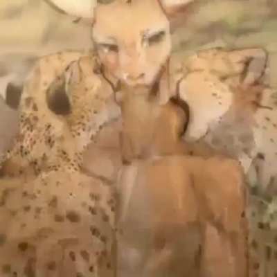 Beastars: