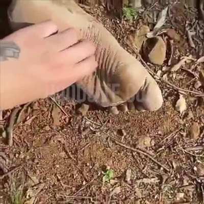 tickle tickle tickle tickle