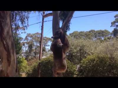 Koalas gets into a fight