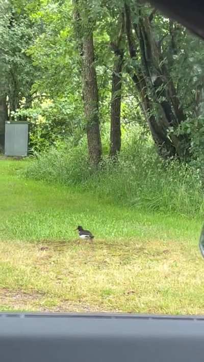 Skadet strandskata K&ouml;kar. Hva kan jeg gj&oslash;re?