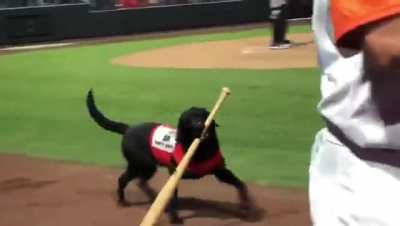Umpire messes with Finn the bat (retrieval) Dog, the crowd doesn't like that.