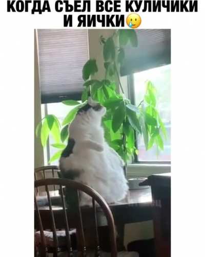 Бодипозитивный котэ