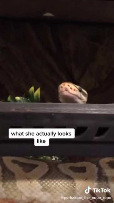 Oop