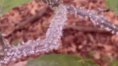 aphid rave!