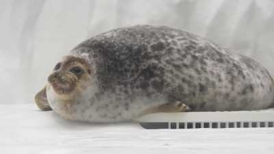 Squishy yawning