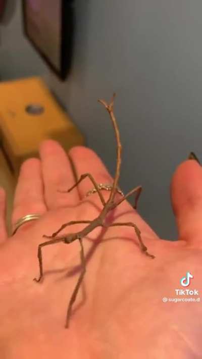 Lil sticks 