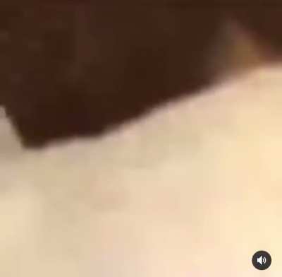 touch the cat