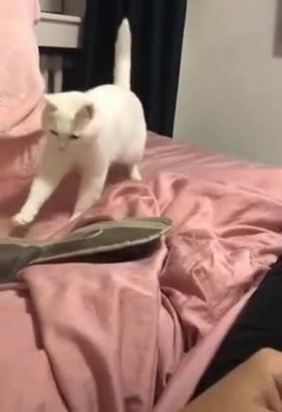 Beatbox ritmine g&ouml;re hareket eden kedi