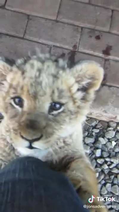 Baby lion noises