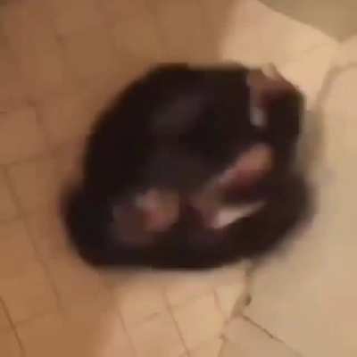 Eu quero um macaco
