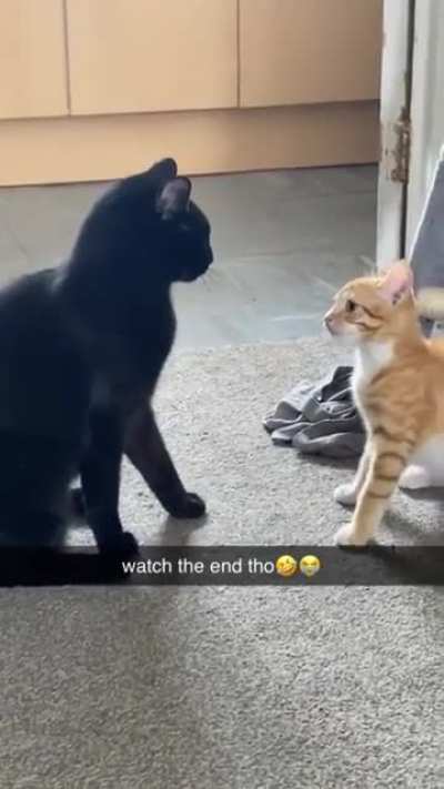 Это всего лишь маленький котенок!