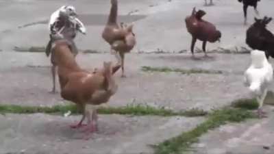 Result of breeding pigeons with chickens